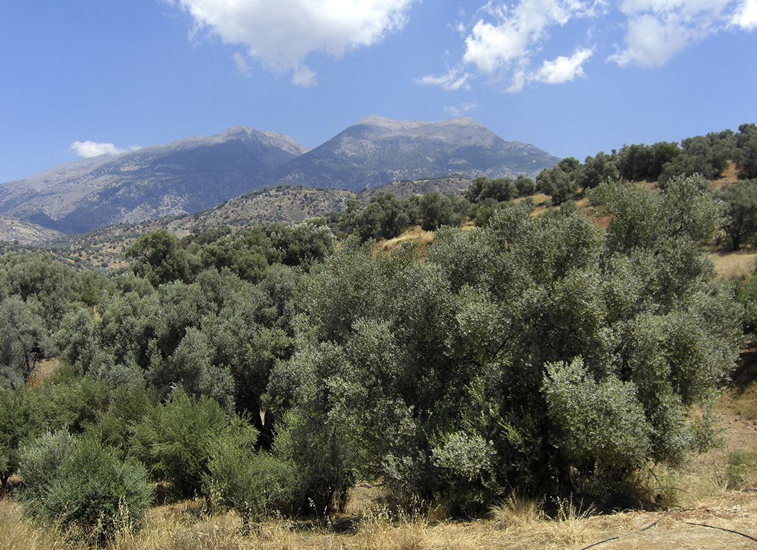 Blick auf das Ida-Massiv mit seinem Doppelhorn. Die Berggipfel dienten den Minoern als Ausrichtungspunkt für die Paläste von Phaistos und Agia Triada.