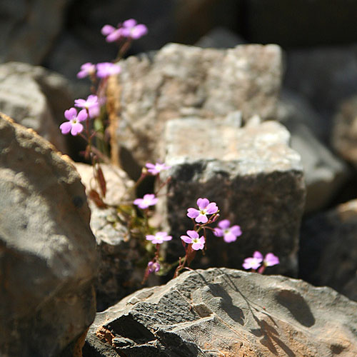 Kreta, Perivolakia-Schlucht, Ricotia cretica - Die rosablühende Wildblume heißt "Ricotia cretica" und ist endemisch auf Kreta. In der Perivolakia-Schlucht ist sie häufig zu sehen.