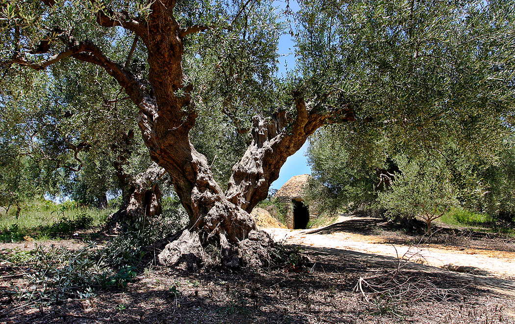 Westmessenien: Das eindrucksvolle Tholosgrab liegt neben dem Nestorpalast bei Pylos in einem schattigen Olivenhain. Es wurde über Generationen als Grablege der mykenischen Königsfamilie genutzt und stammt aus dem 16. Jahrhundert vor Christus.