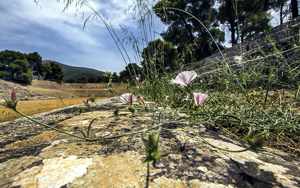 epidauros stadium sanctuary asklepios argolis peloponnese greece Im antiken Stadion von Epidauros blühen in den Spalten der Sitzreihen bis in den Frühsommer die Blumen.