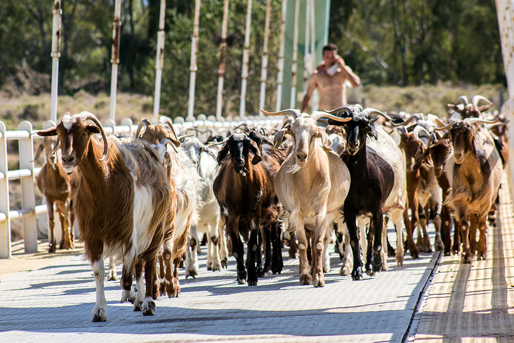 ithmus corinth korinthia corinth canal Footbridge goats crossing peloponnes greece Die Bogenbrücke für Fußgänger „Eleftheriou Venizelou“ wird nicht nur von Fußgängern, sondern auch von Ziegenherden und ihren Hirten genutzt.