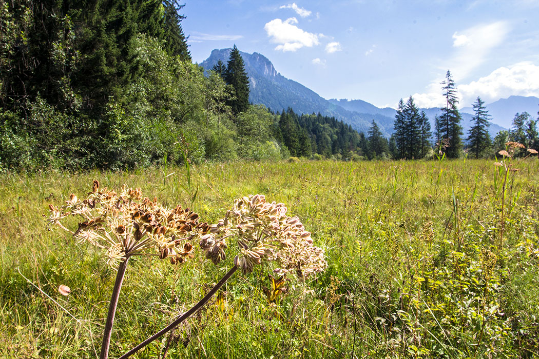 Ammergauer Alpen Ettaler Weidmoos bayern deutschland ettal Talwanderung im September 2016 durch das Ettaler Weidmoos in den Ammergauer Alpen.