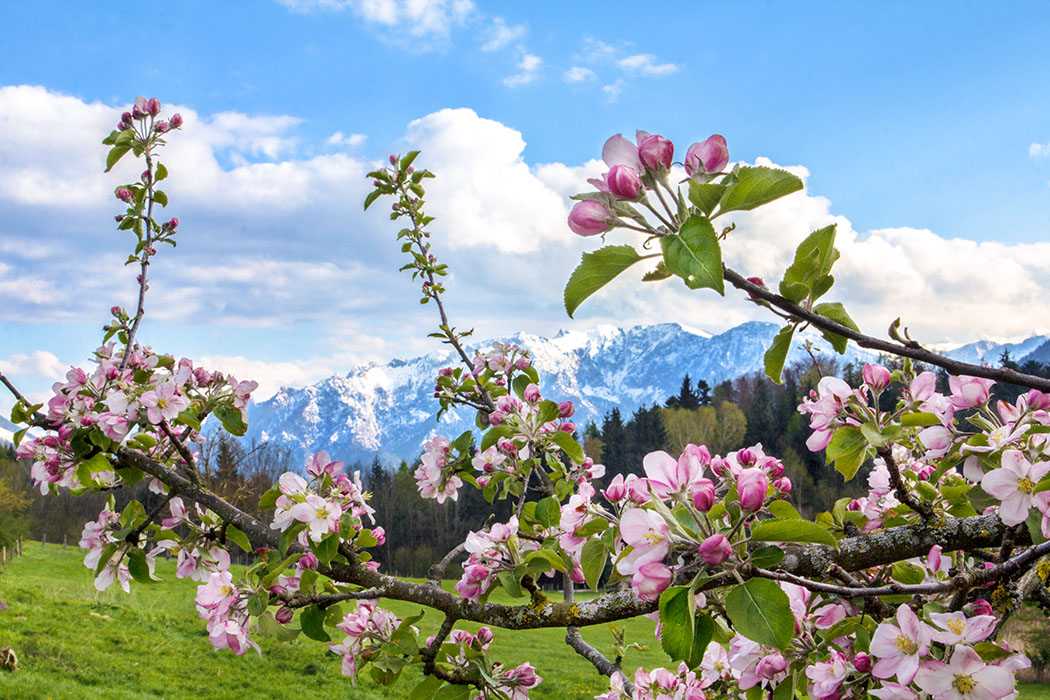 Oberbayern: 10 Ausflüge im Berchtesgadener Land und Salzburg - Oberbayern, Berchtesgadener Land, Rupertiwinkel, Piding, Johannishoegl, Bienenweg, Apfelbau, Blüten, April 2017