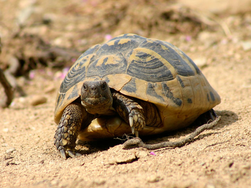Die Griechische Landschildkröte wird etwa 20 Zentimeter lang.