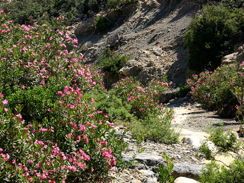 Der Pfad neben dem Flussbett wird von prächtigen Oleanderbüschen eingesäumt.