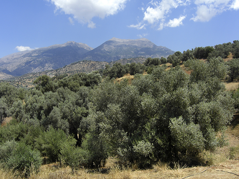 Kreta: Phaistos & Agia Triada – Paläste der Minoer in Zentralkreta