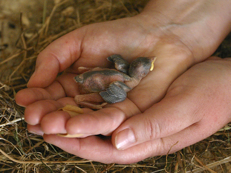 Im inneren der Kapelle sind Vogelnester, auf dem Boden finden wir einen Nestling.