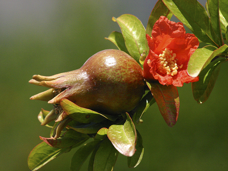 Granatapfelblüte.