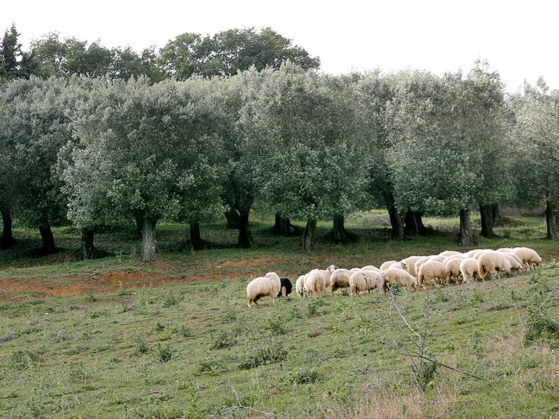 Die Weide der Schafe ist etwa acht Fußballfelder groß.