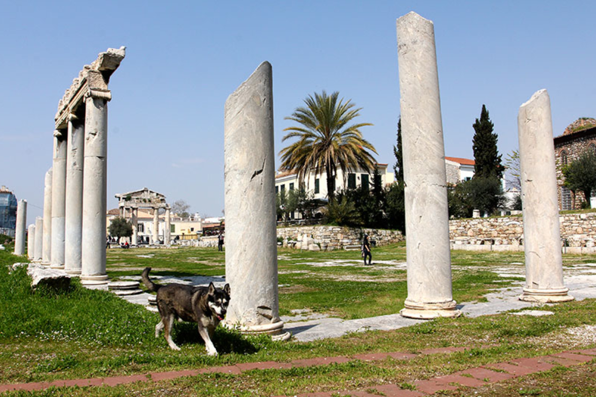 Im Gelände der römischen Agora treffen wir diesen freundlichen Mischlingshund.