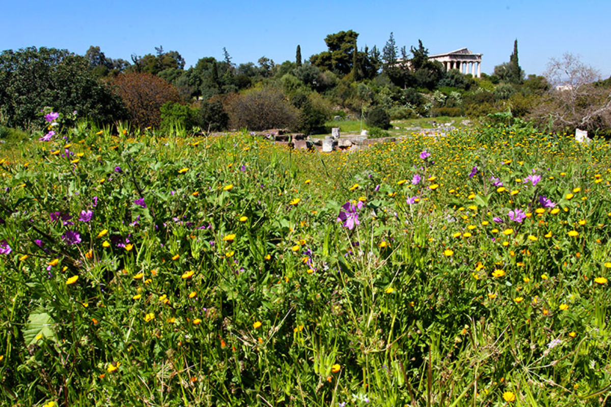Traumhaft schön: Die griechische Agora im Frühling. Im Hintergrund der Hephaistios-Tempel.