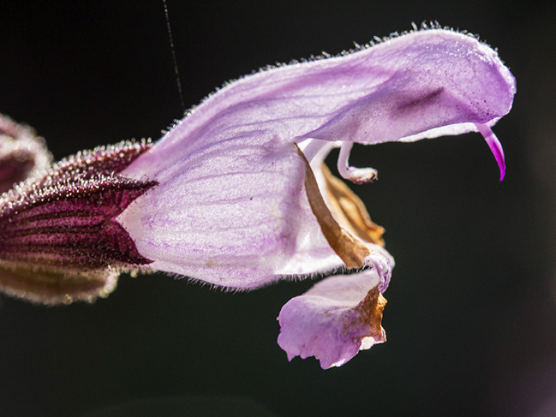 Violette Salbeiblüte - oder doch ein Riesenmaul mit einem Zahn?
