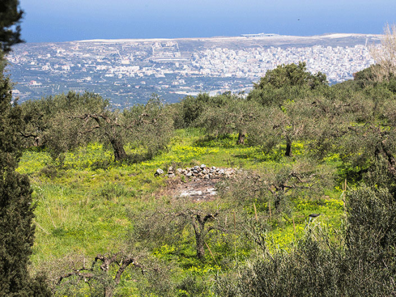 Üppiges Grün und gelbe Blumenwiesen umgeben die Olivenhaine. Gleich dahinter ist Sitia mit seinem Flughafen zu sehen.