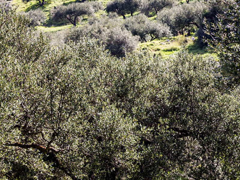 Viel Fleiß steckt in den gepflegten Terrassen der Olivengärten.