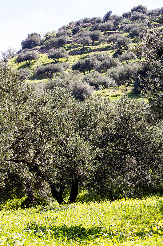 Viel Fleiß steckt in den gepflegten Terrassen der Olivengärten.