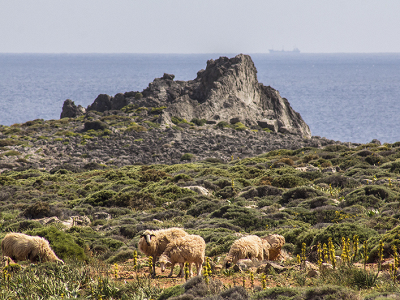 Die Schafe haben keinen Blick für die schöne Landschaft. Im Hintergrund ein Tanker - vielleicht kommt er aus Libyen?