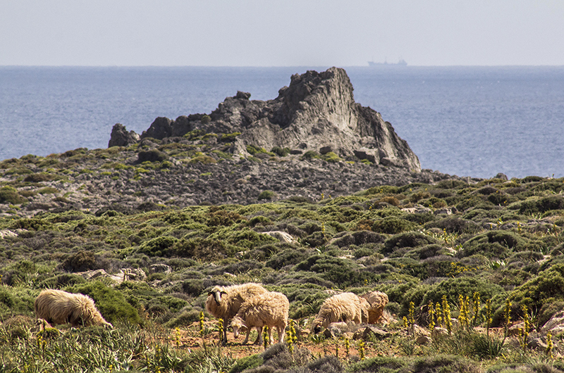 Die Schafe haben keinen Blick für die schöne Landschaft. Im Hintergrund ein Tanker - vielleicht kommt er aus Libyen?
