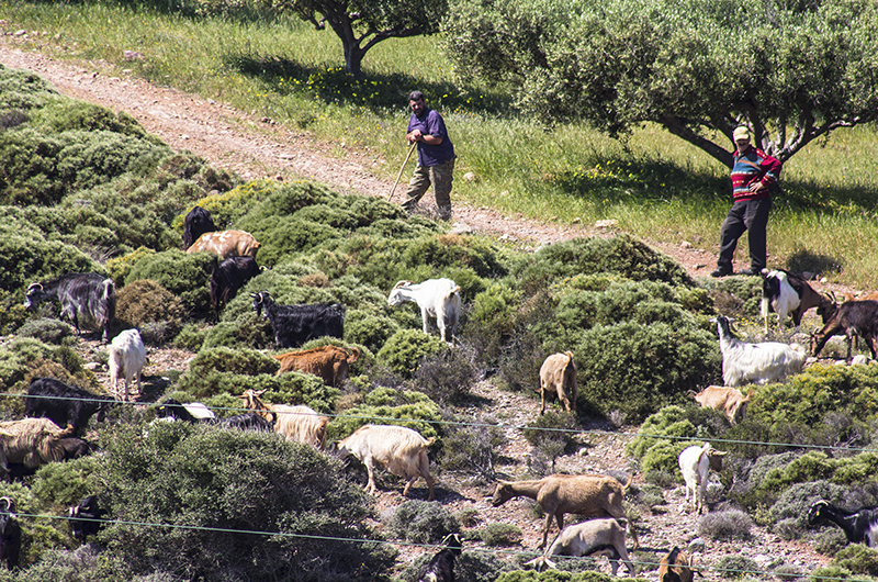 Zwei Hirten und ihre Ziegenherde, nahe vom Dorf Azokeramos.