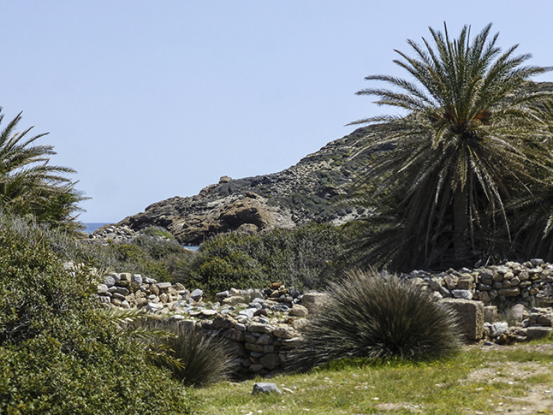 Diese Palmenart ist auf Kreta heimisch, schon die Minoer haben sie auf ihren Fresken abgebildet.