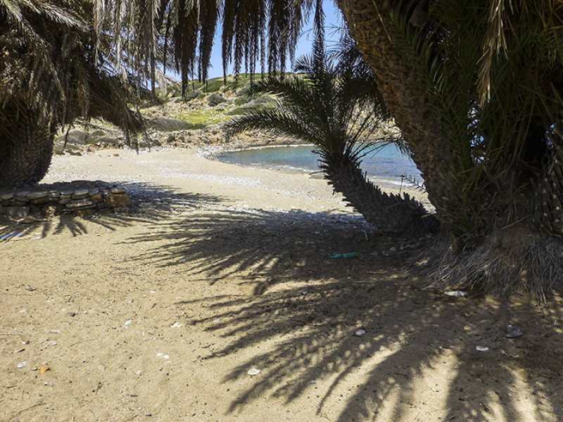 Die Kretische Dattelpalme wächst an Stränden in nur wenigen Metern Entfernung zum Meer. Das Vorkommen der salztoleranten Palmen zeigt stets ein Wasservorkommen an.