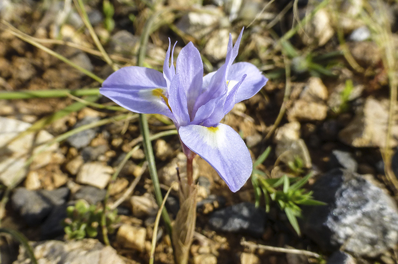 Eine blaue Iris blüht zwischen den Felsen.