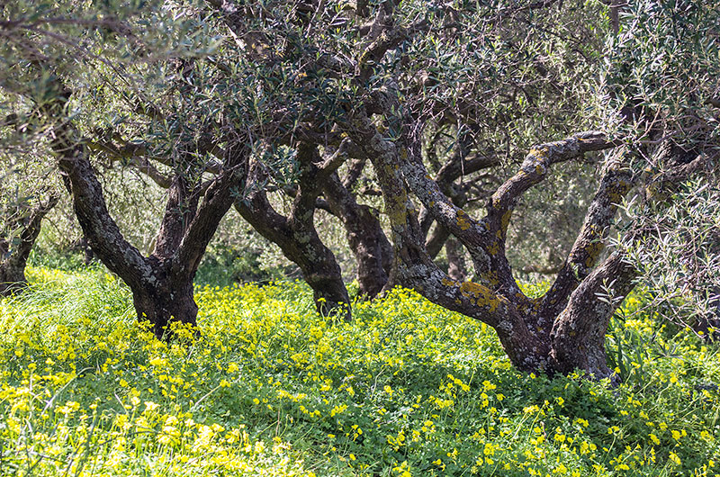 Olivenhain mit gelben Sauerklee, der Himmel für Schafe und Ziegen.