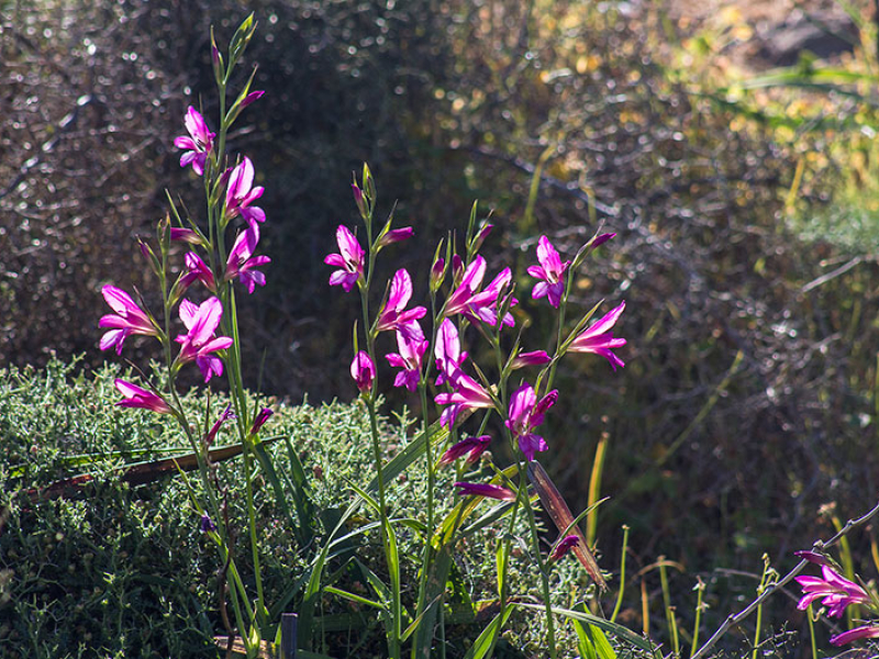 Wilde Gladiolen oder Schwertlilien (Gladiolus italicus) sind im Frühjahr häufig zu finden, sie stammen allerdings aus Nordafrika.