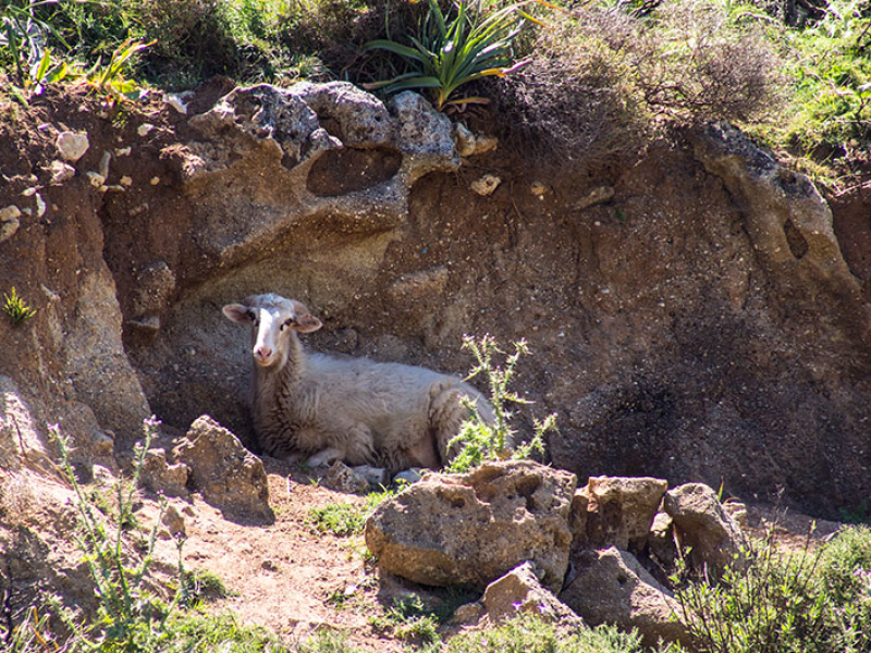 In kühlen Felsüberhängen liegen Schafe gerne.