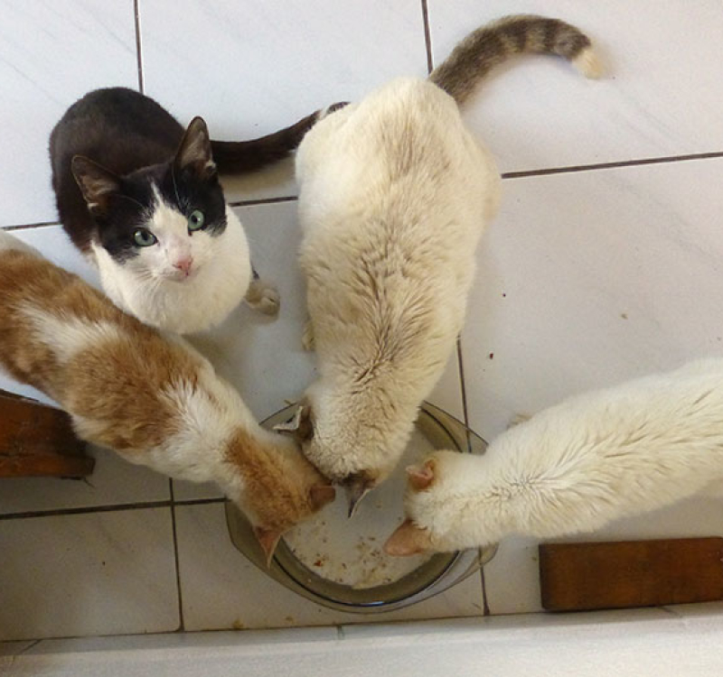 Raubtierfütterung von zwei Katzenfamilien. Links die geflechten von Thea, rechts die weiße Bande mit Mama und Prinzessin.