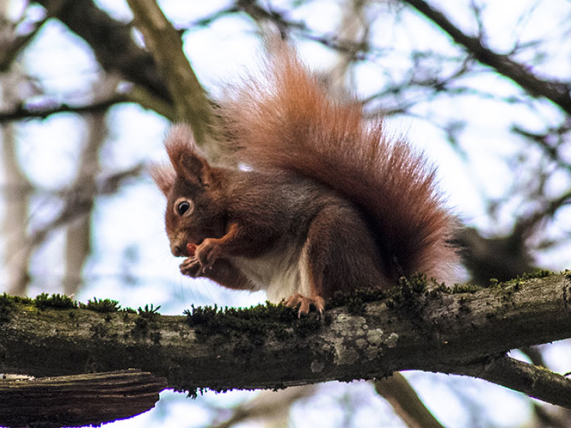 Das Eichhörnchen ist nicht besonders scheu, ob es auch von den Parkbesuchern gefüttert wird?