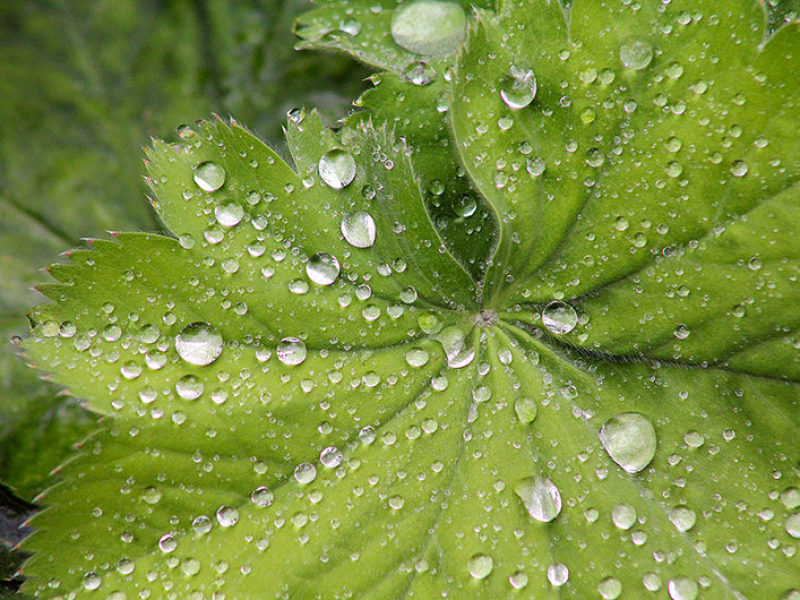 Wassertropfen auf großen Pflanzenblättern, auch bei mäßigem Wetter finden sich Motive.
