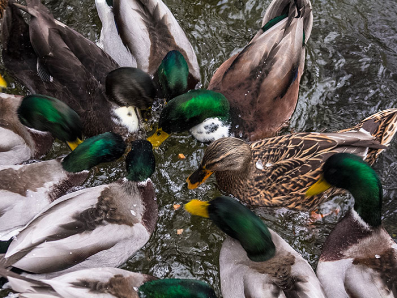 Entenfütterung: Was die meisten nicht wissen, Brot ist für Wasservögel ungeeignet.