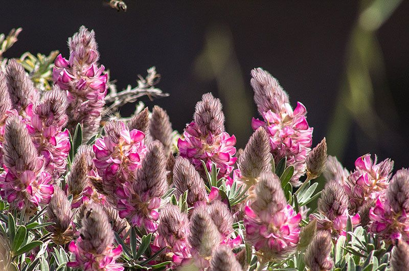 Eine Biene im Anflug auf eine unbekannte Blumenschönheit.
