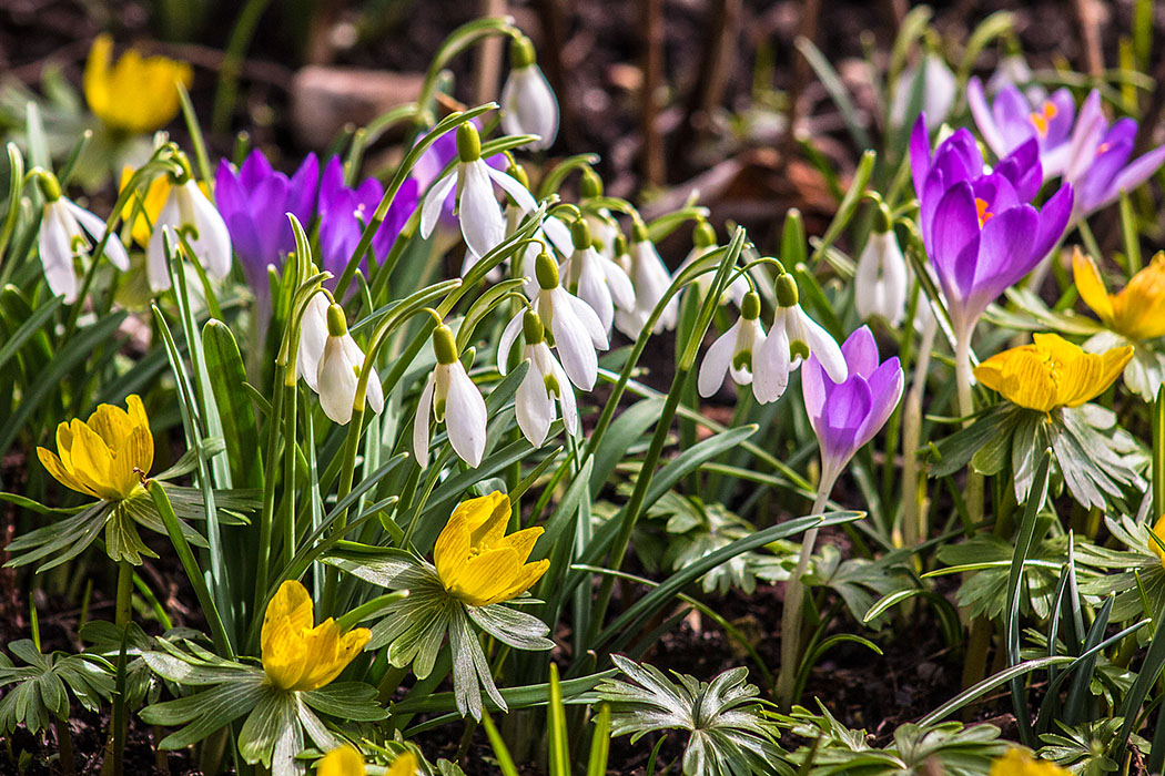 Frühling in München & Umgebung: 18 Lieblings-Ausflugsziele - muenchen, botanischer garten, fruehling, krokuss, winterling, schneegloeckchen Ab März blühen im Botanischen Garten von München Schneeglöckchen, Krokusse und Winterlinge. Unser Spaziergang führt uns weiter durch den "Frühlingsgarten" mit Zaubernuss, Wildtulpen, Narzissen und Iris.