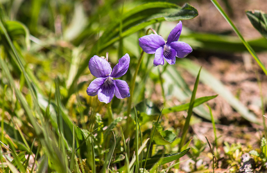 Das Hain-Veilchen (Viola riviniana) blüht von April bis Juni in Laubwäldern, lichten Gebüschen und auf Magerrasen.