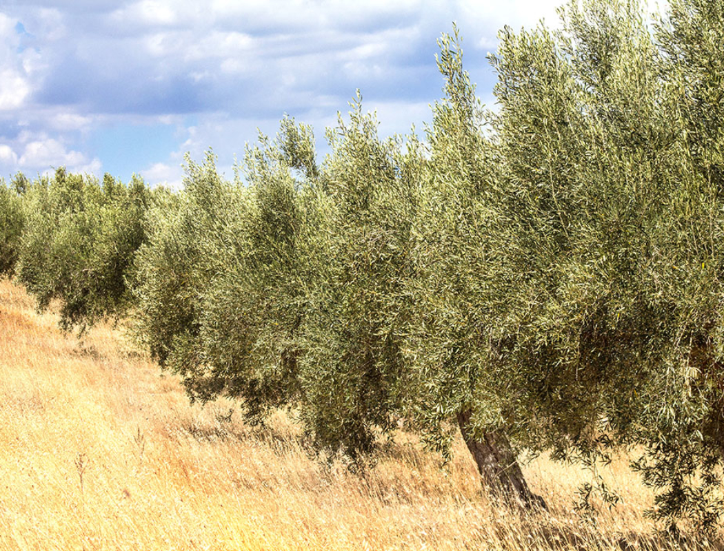 Olivenbäume gelten als Charakterpflanzen der mediterranen Pflanzenwelt. Im antiken Griechenland galt der Ölbaum als heiliger Baum der Göttin Athene.