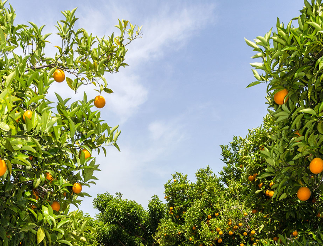Besonders Orangen werden überall in der Argolis weitläufigen Plantagen angebaut. Die Qualität und süße der Zitrusfrüchte ist für uns unübertroffen.