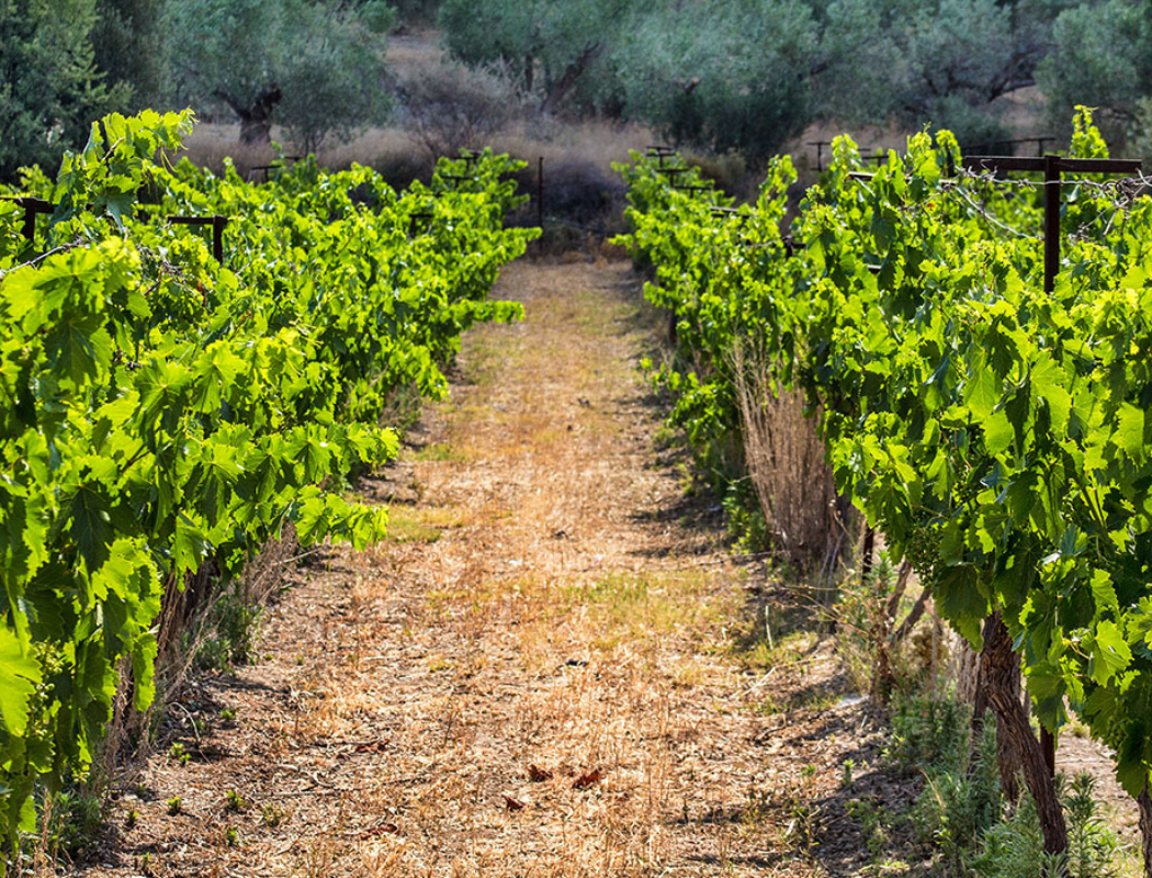 Prachtvolle und gepflegte Weingärten am Panagitsa-Hügel.