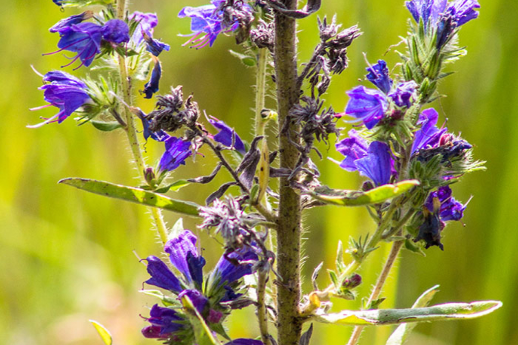 Die Bestäubung vom blauen Natternkopf (Echium vulgare) erfolgt durch Bienen, Schwebfliegen und Falter. Die Blüten vollziehen einen Farbwechsel von rot nach blau. Bienen lernen, dass nur die rosa Blüten reich an Nektar sind.