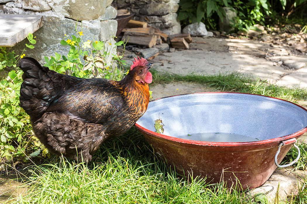Den Huhn scheint das Badewasser der Enten ausgezeichnet zu schmecken.
