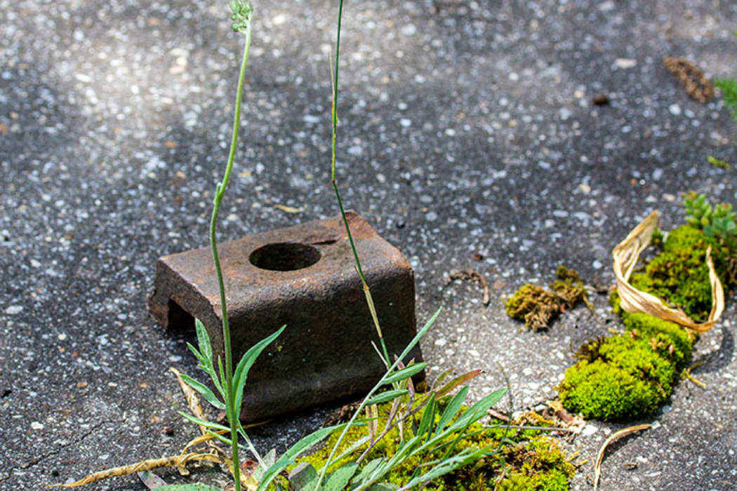 Die Teerwege im Biotop von Neuaubing sind für die Kraft der Natur auf Dauern kein Hindernis. Hier bilden Moose und Gräser kleine Kunstwerke, die teilweise durch herumliegende Eisenteile verziert werden.