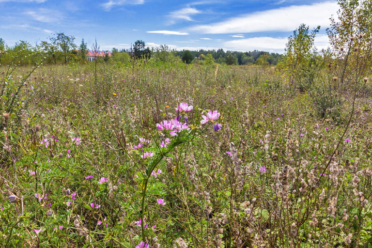 München: Gleislager Neuaubing - Ein schutzbedürftiges Stadtbiotop