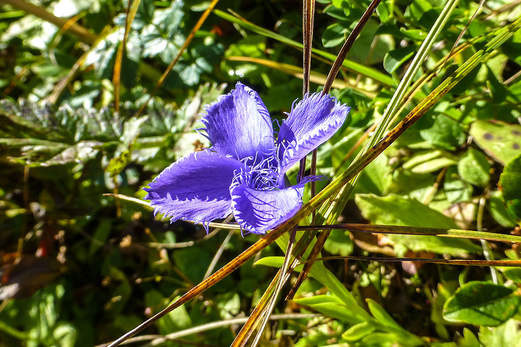 Der Fransenenzian (Gentianopsis ciliata) hat vier Blütenblätter mit Fransen und blüht bis November in Höhen bis zu 2300 Metern.