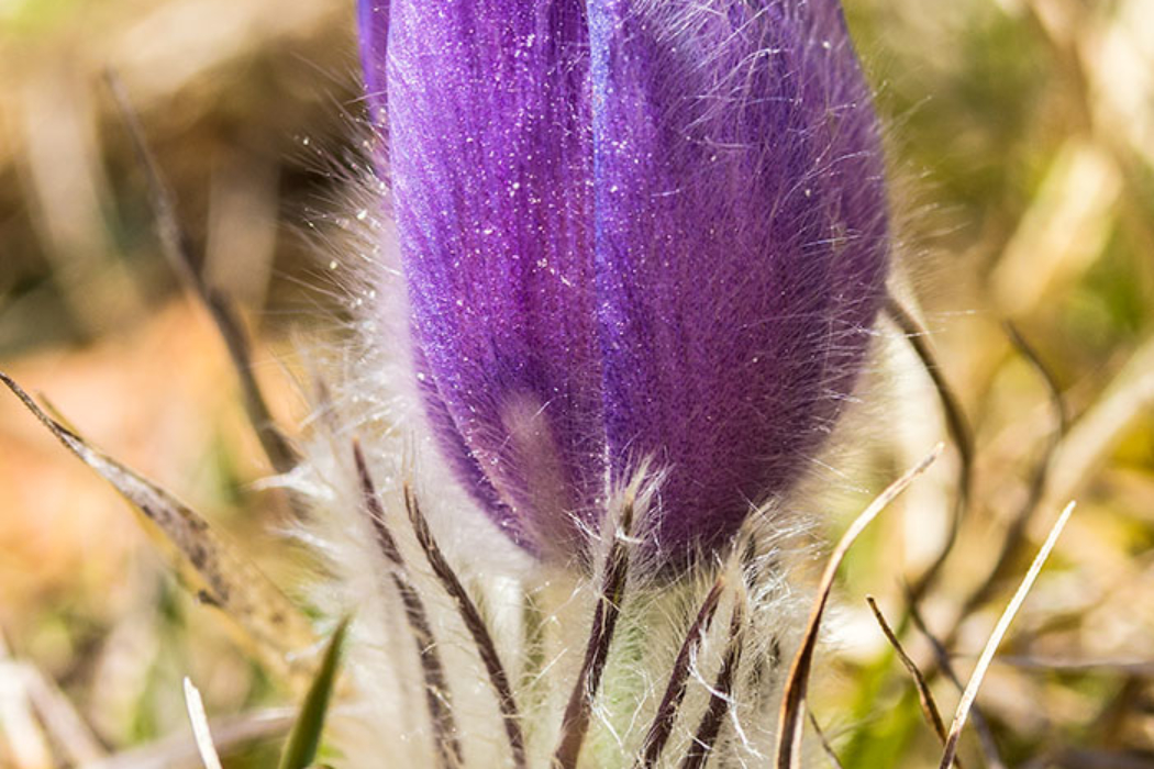 Die Küchenschelle hieß einst "Kühchen-Schelle", eine Verniedlichungsform von Kuhschelle. Der Bezeichnung Kuhschelle kommt daher, dass die Form einer halb geöffneten Blüte einer Kuhglocke ähnelt.