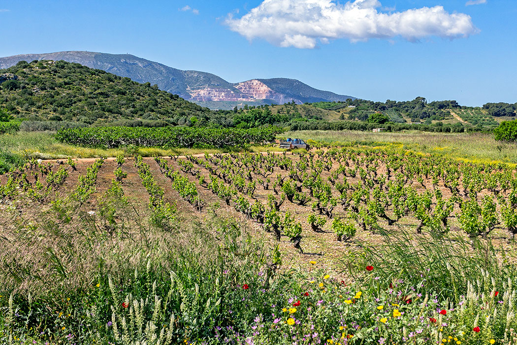 Wein-Guide: Griechenland, Attika – Weinberge und Weingüter um Athen