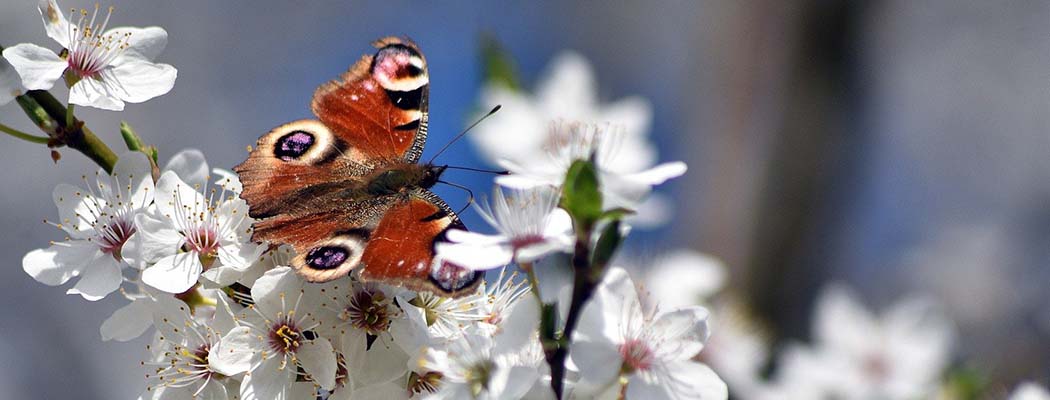 Frühling in München & Umgebung: 18 Ausflugsziele